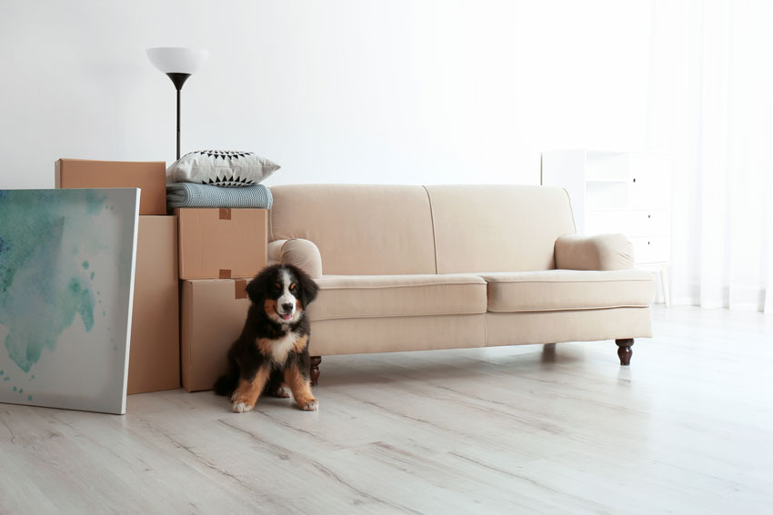 Give Your Puppy Their Own Space