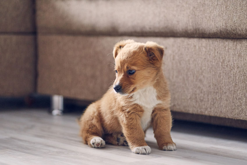 How to Potty Train Your Puppy in an Apartment