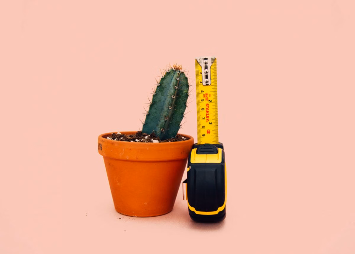 Small potted cactus next to an extended yellow tape measure on a pink background