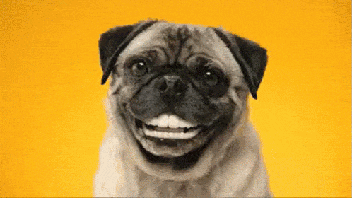 Pug flashing a wide, toothy grin full of bright white teeth