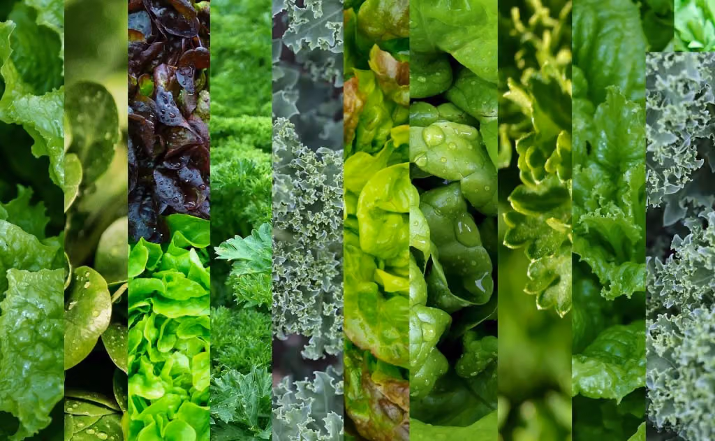 Collage of dark leafy greens, including kale, lettuces and parsley, in vertical strips
