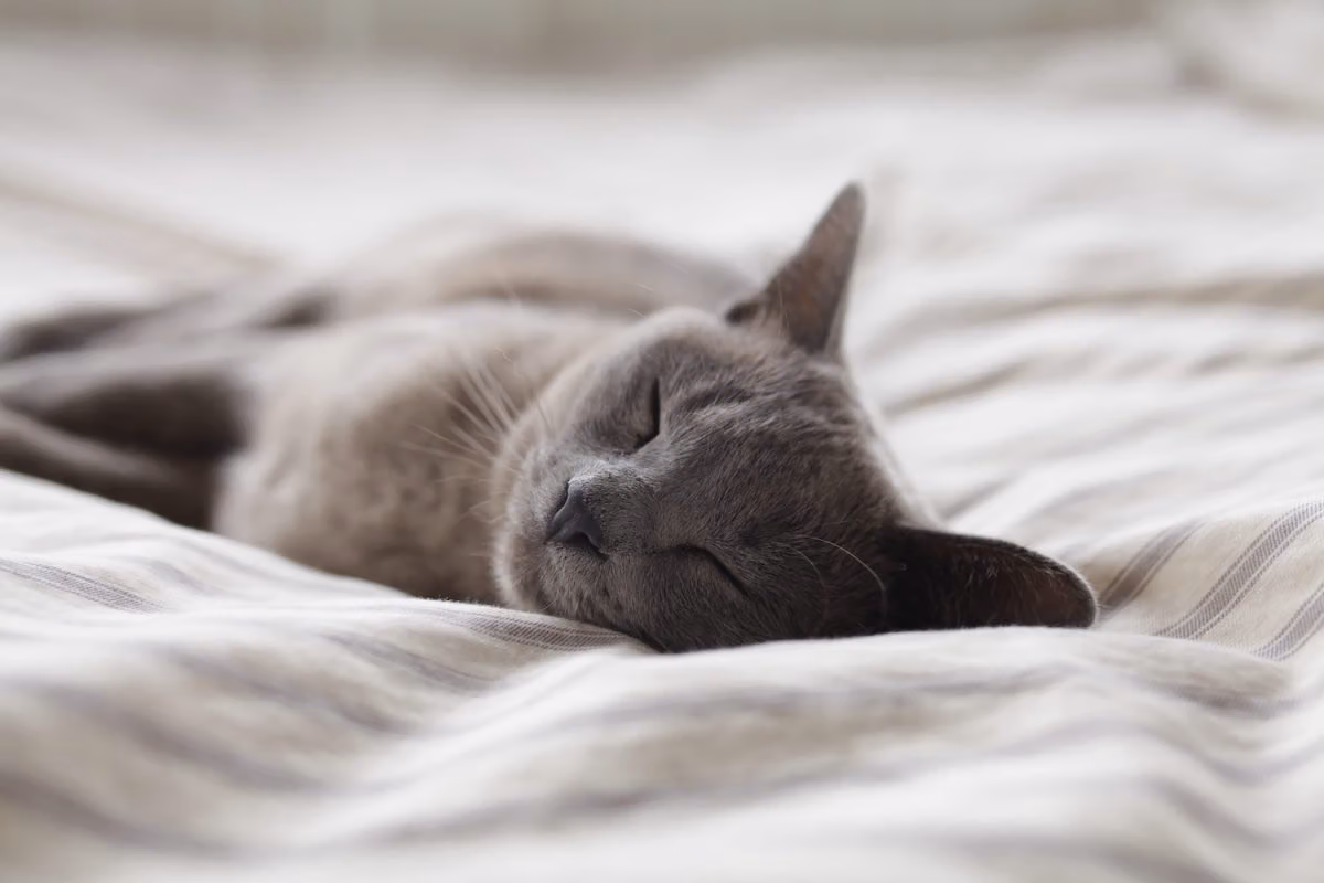 benefits of sleep