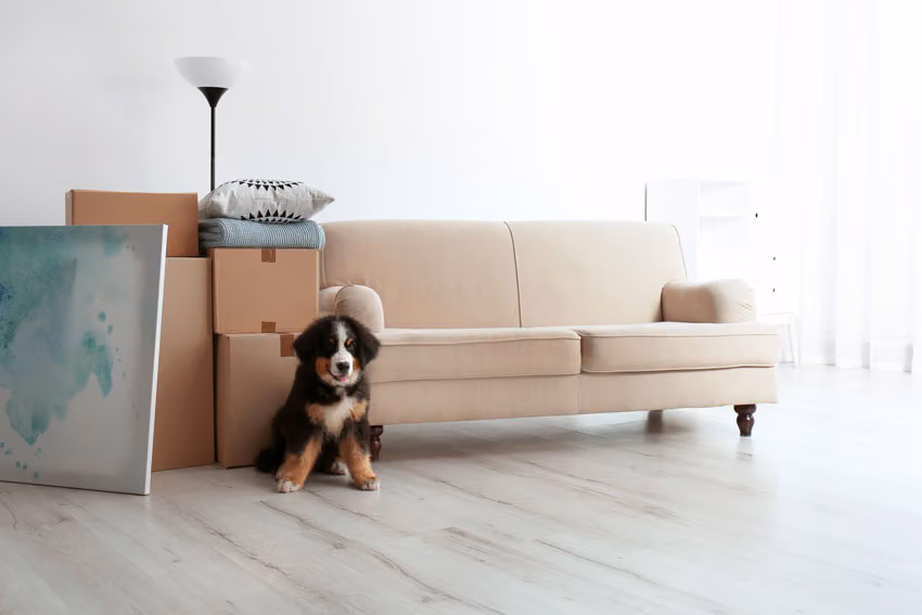 Give Your Puppy Their Own Space