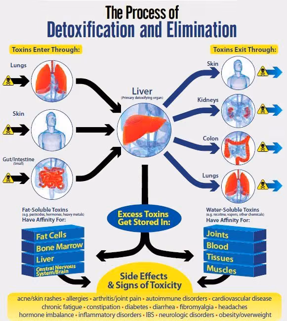 Diagram of how toxins enter the body, pass through the liver and exit via skin, kidneys, colon and lungs