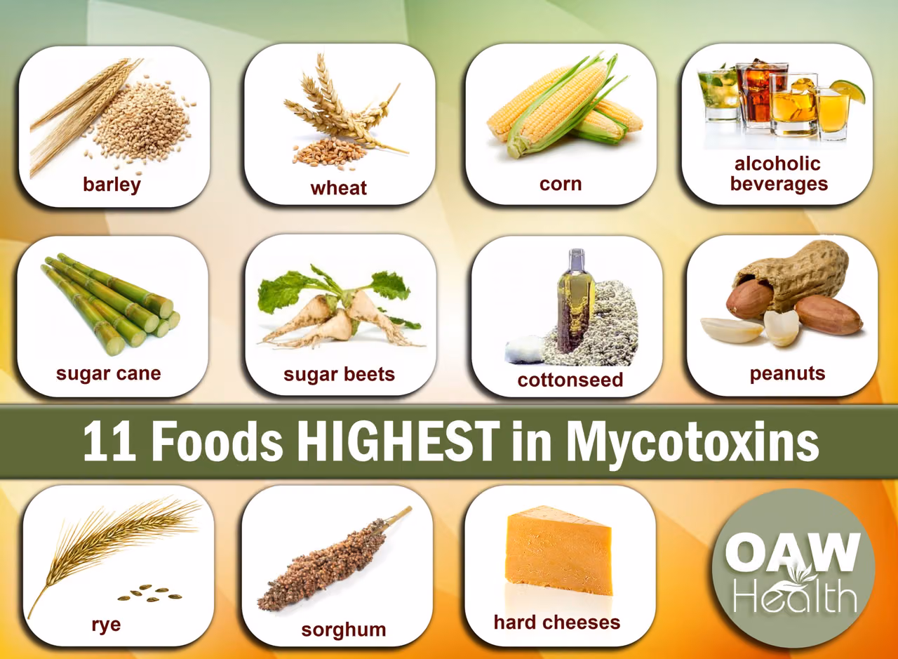 Infographic of 11 foods highest in mycotoxins, including barley, wheat, corn, peanuts and hard cheeses