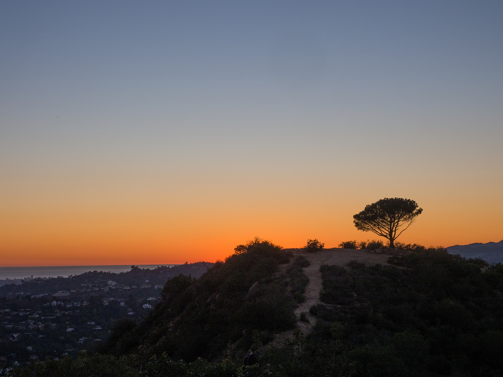 wisdom-tree-los-angeles