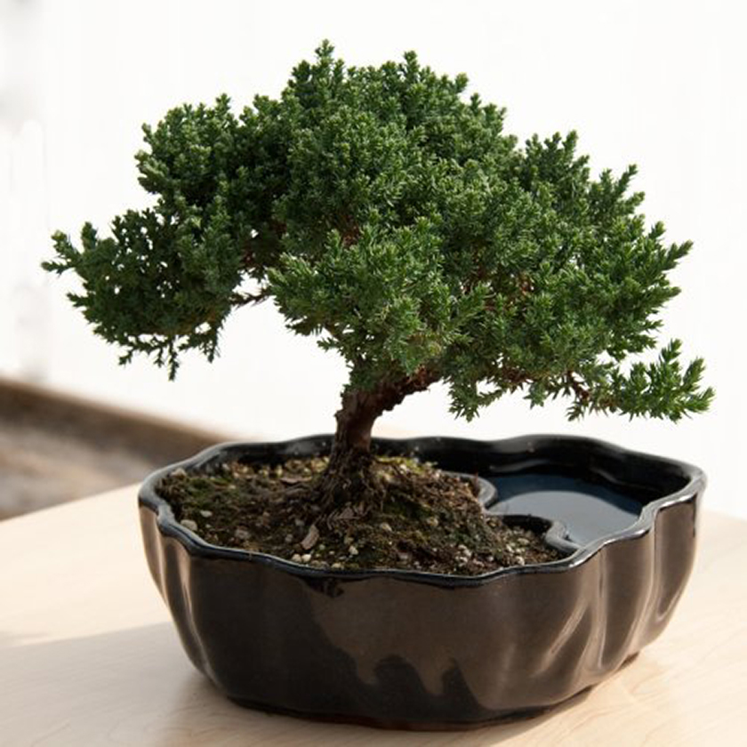 Zen Bonsai Tree