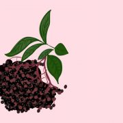 best elderberry gummies